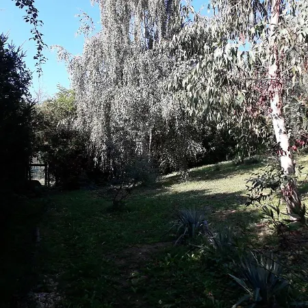 Camp For Pitch Tents, Eucalyptus Camping